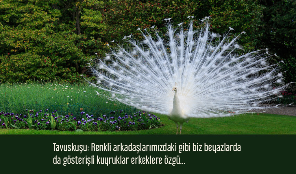 beyaz_hayvanlar beyaz hayvanlar