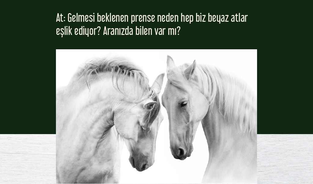 beyaz_hayvanlar beyaz hayvanlar