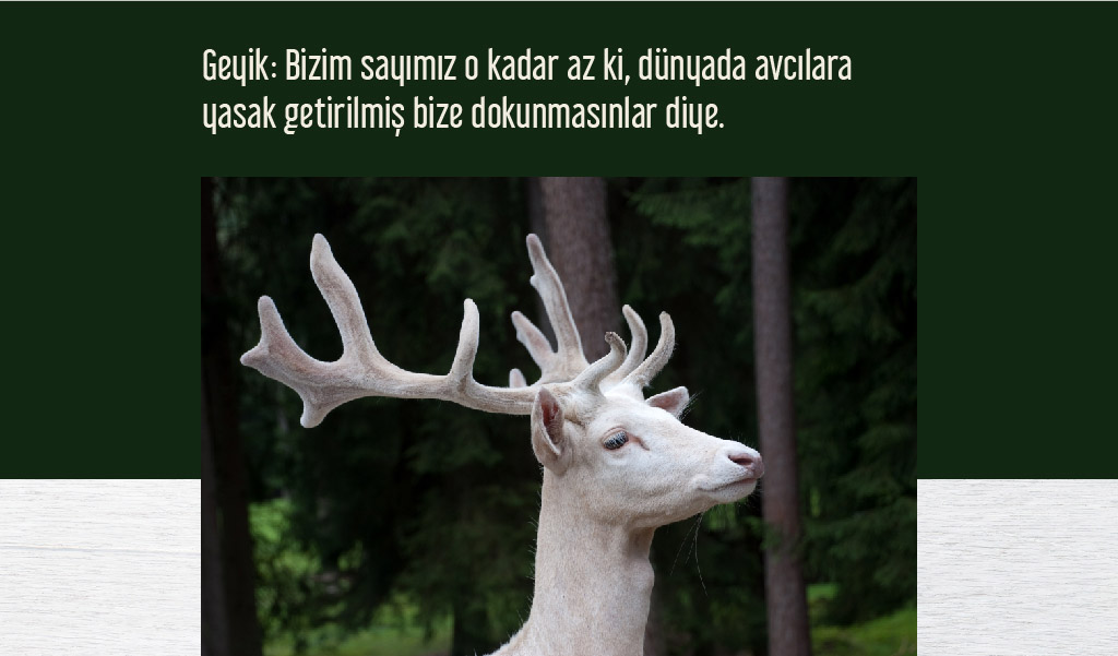 beyaz_hayvanlar beyaz hayvanlar