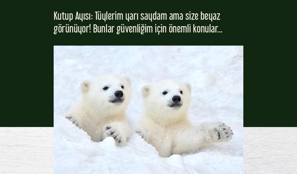 beyaz_hayvanlar beyaz hayvanlar