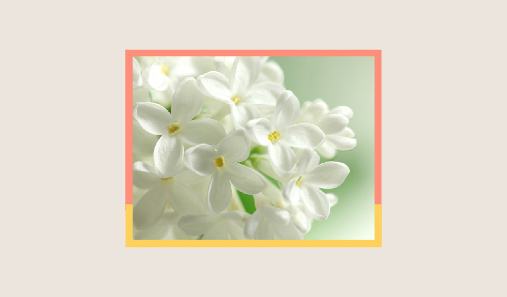 İnsanlara da Çok Yakışan Çiçek İsimleri