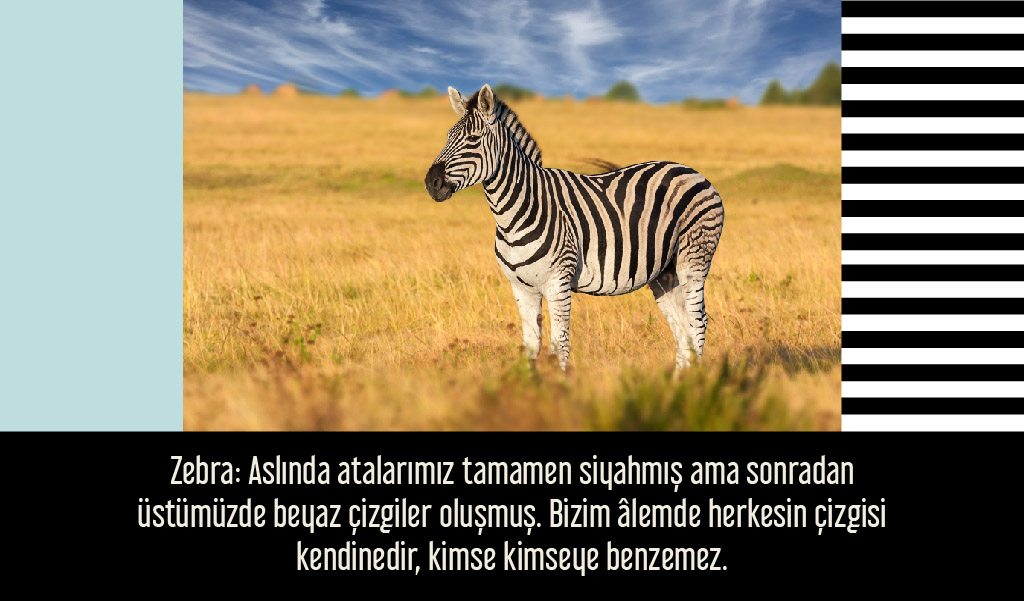 siyah_beyaz_hayvanlar