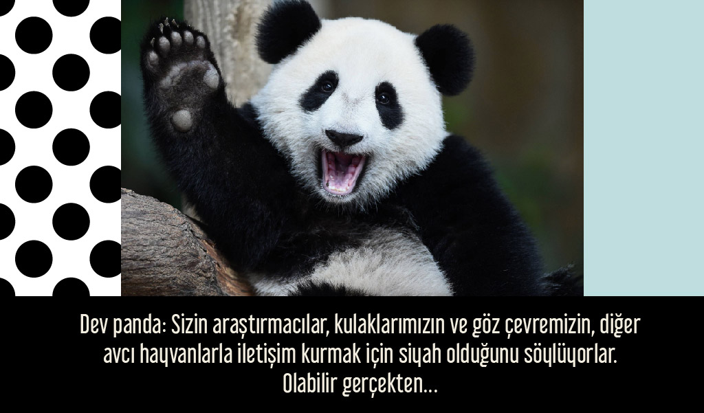 siyah_beyaz_hayvanlar