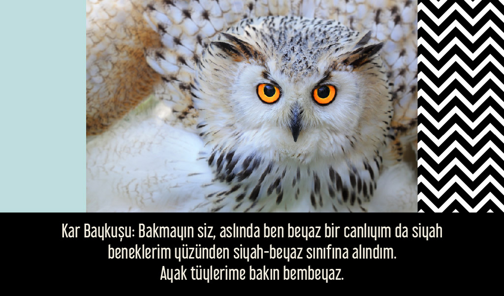 siyah_beyaz_hayvanlar