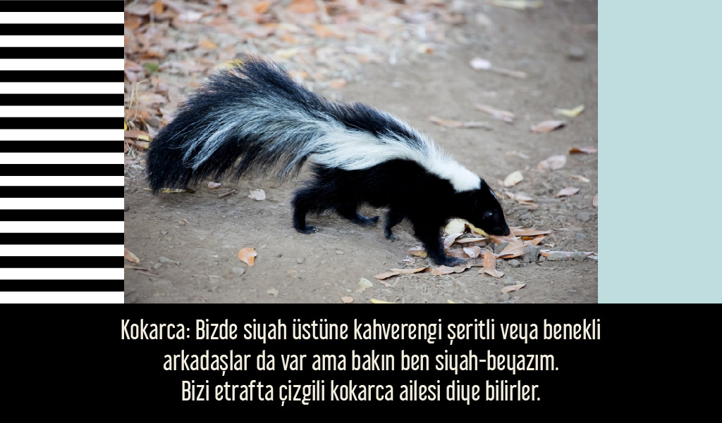 siyah_beyaz_hayvanlar