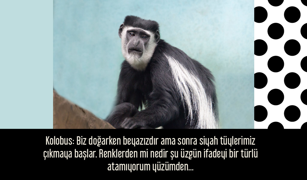 siyah_beyaz_hayvanlar