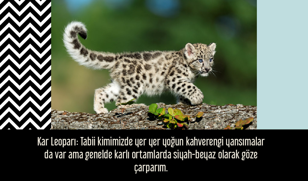 siyah_beyaz_hayvanlar