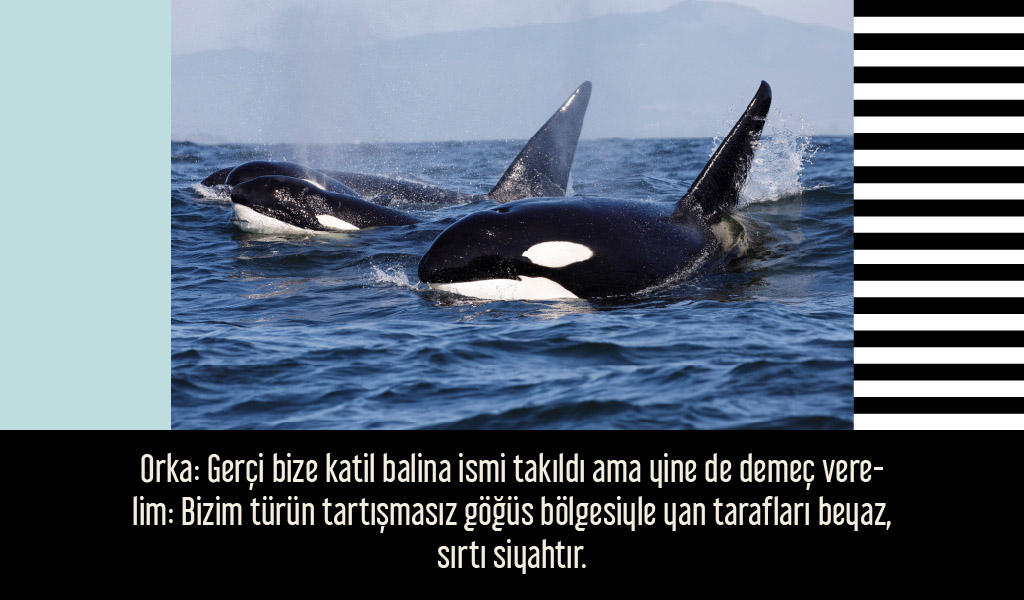 siyah_beyaz_hayvanlar