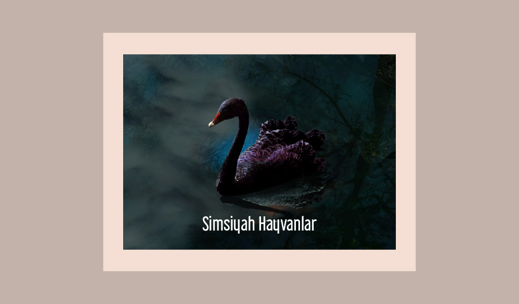 SİMSİYAH RENKLERİYLE ÖNE ÇIKAN HAYVANLAR