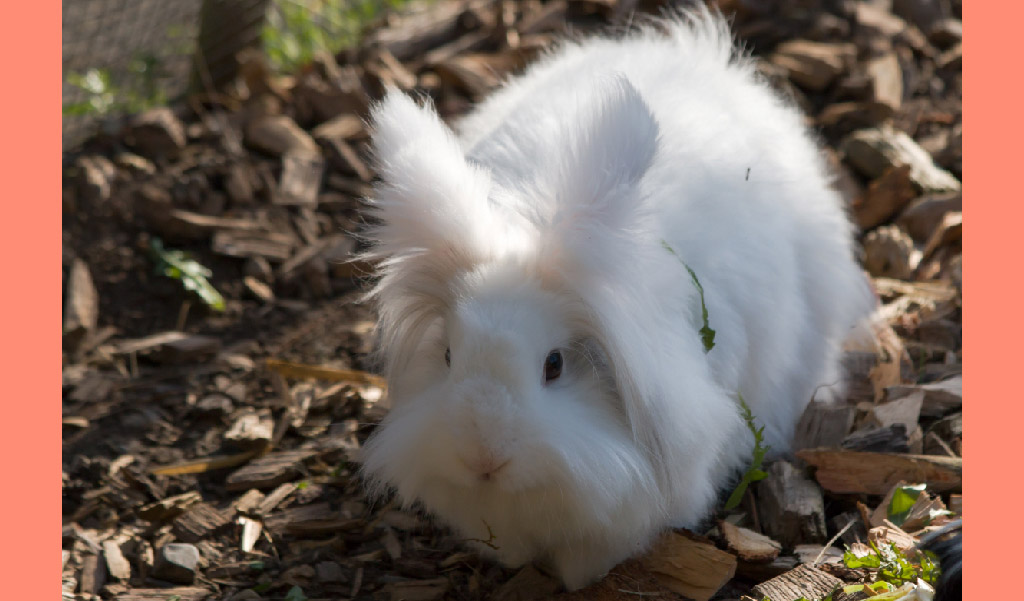 sablon angora tavşanı