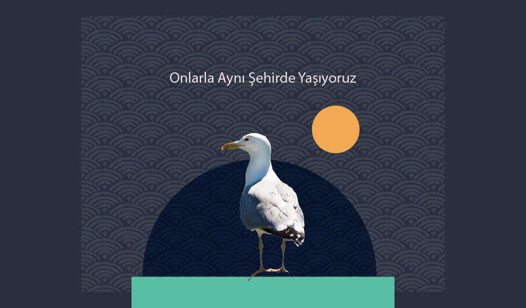 ŞEHİR HAYATININ EN SEVİMLİ TARAFI: SOKAK HAYVANLARI