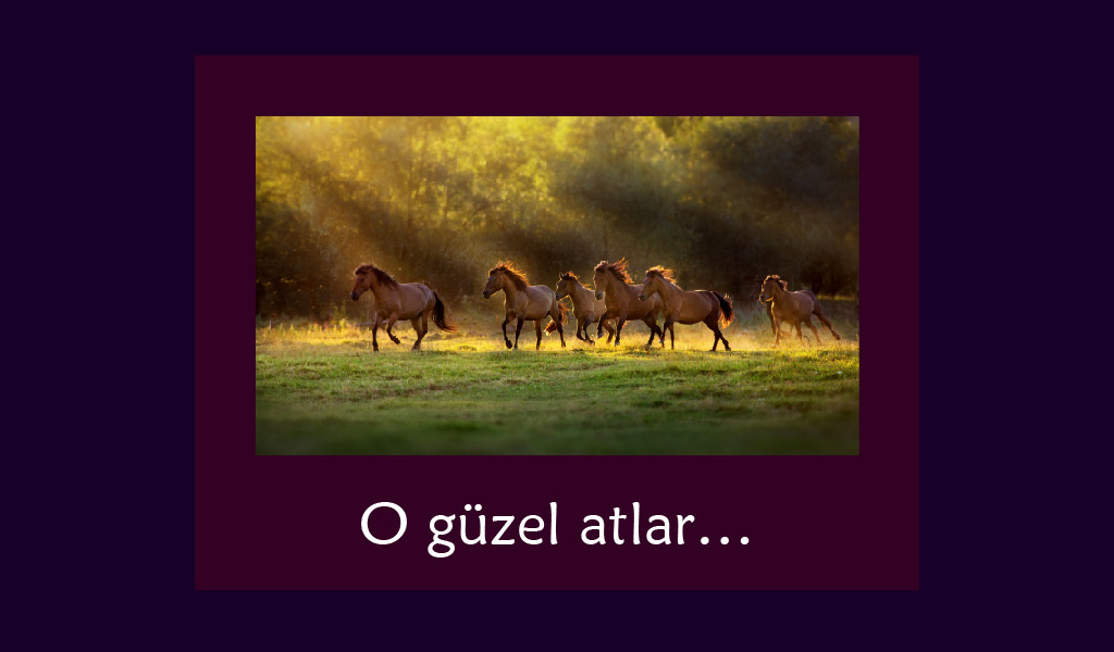 İNSANIN EN SADIK DOSTLARINDAN BİRİ DAHA…