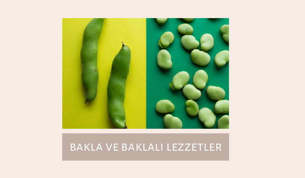 BAKLAGİLLERDEN TAZE BAKLA İÇ BAKLA KURU BAKLA