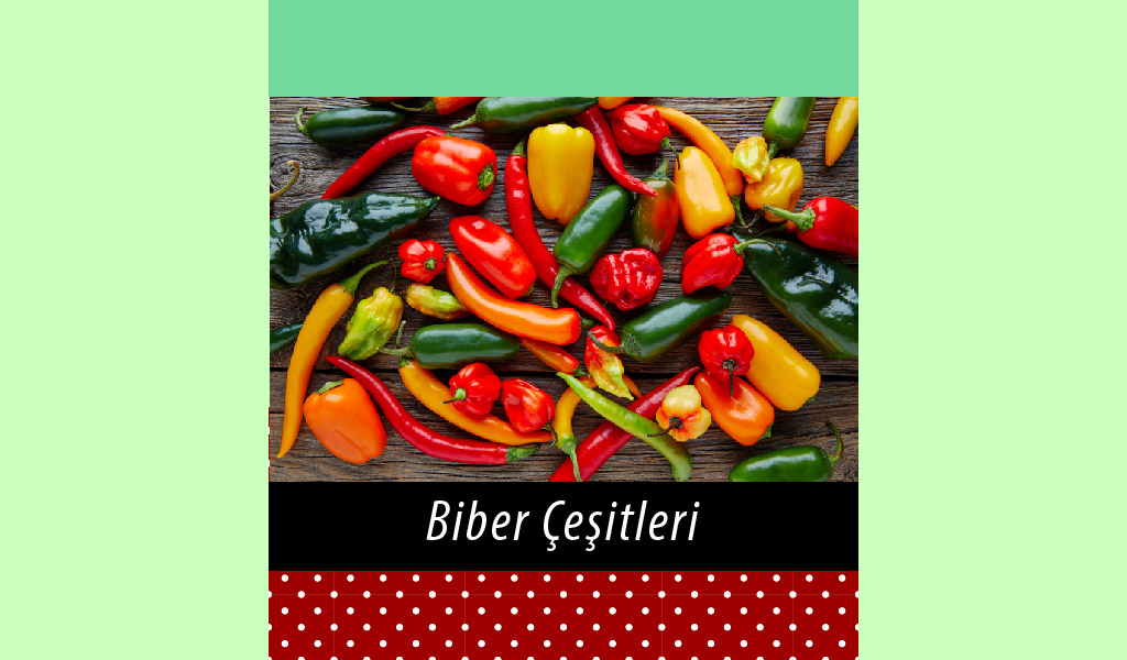ACI VE TATLI TÜRLERİYLE RENGÂRENK BİBER ÇEŞİTLERİ