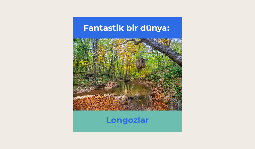 DOĞANIN EN GÜZEL HALLERİNDEN BİRİ: LONGOZ ORMANLARI
