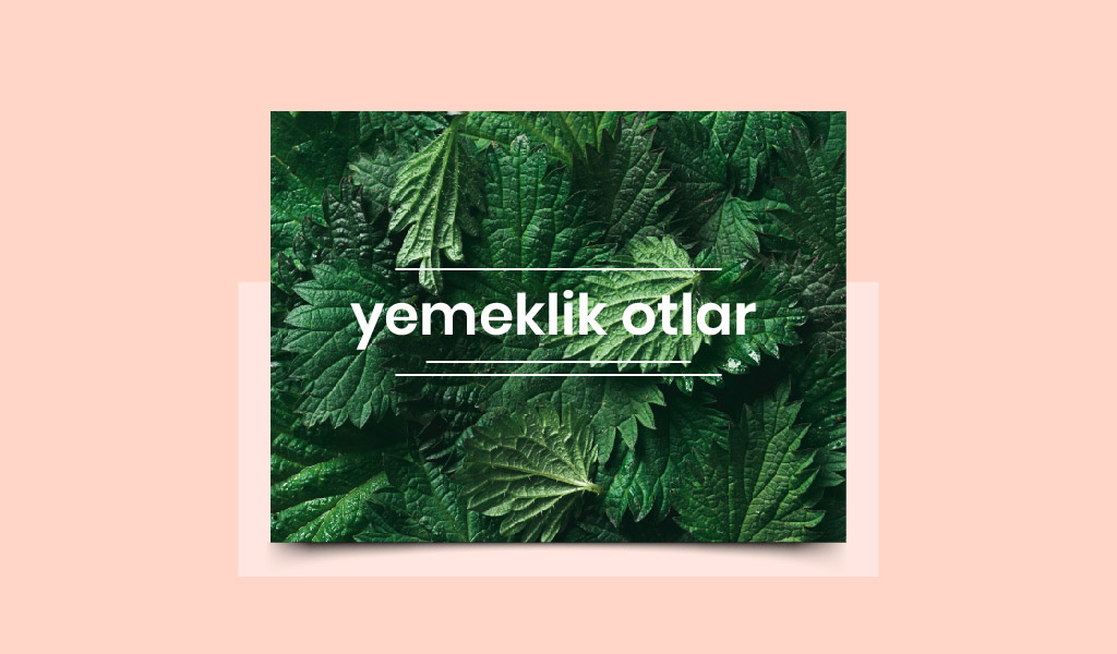 TENCEREYE DE GİREBİLEN OT ÇEŞİTLERİ