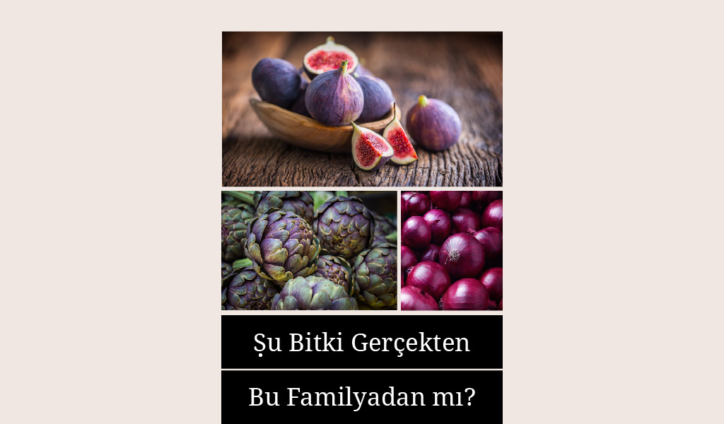 BU BİTKİLERİN AİT OLDUĞU AİLELER ŞAŞIRTIYOR