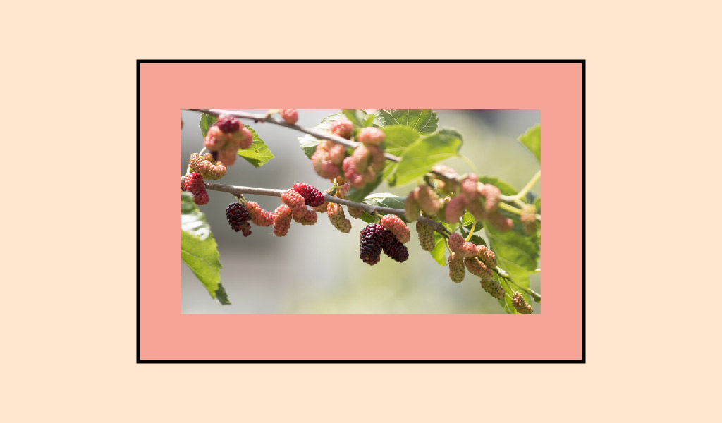 DUT YAPRAĞI AÇTI SOYUN, DÖKTÜ GİYİN