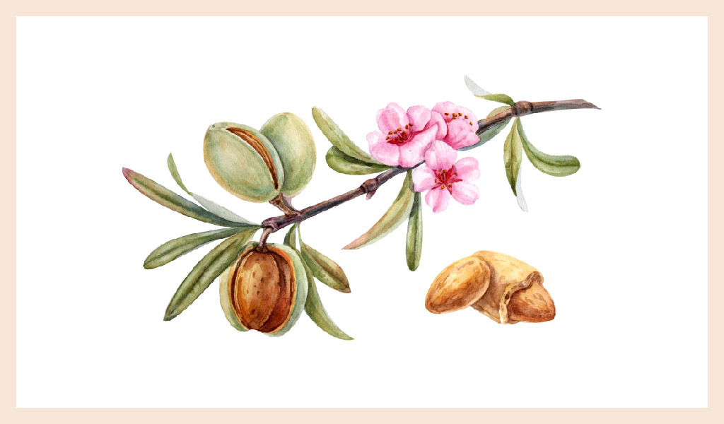 BADEM: ÖZGÜN BİR TADI VE BOLCA FAYDASI BULUNAN LEZZET